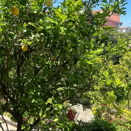 بيت ضيافة Apartments&rooms Pahljina